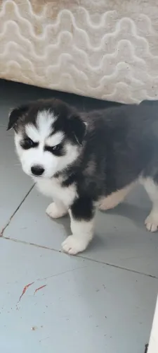 Huski siberiano