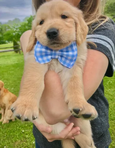 Golden retriever excelente para familia