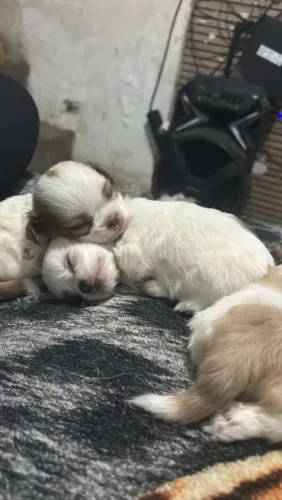 Lindos filhotes de Shitzu