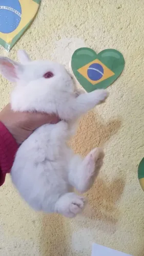 Coelhinhos fofinhos (01 mês )