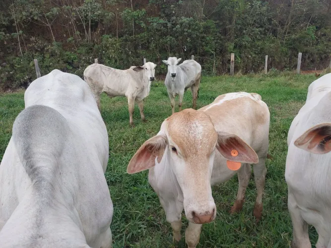 Novilha nelorada