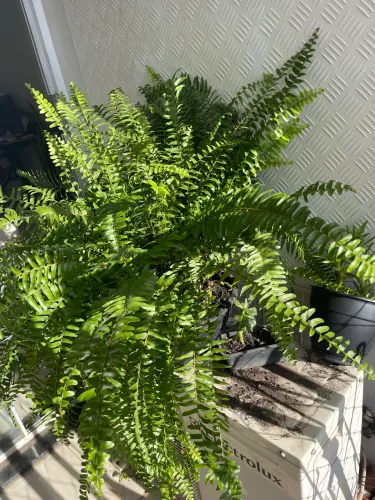 Planta Samambaia 