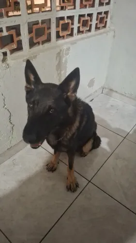 Doação cachorro pastor alemão 