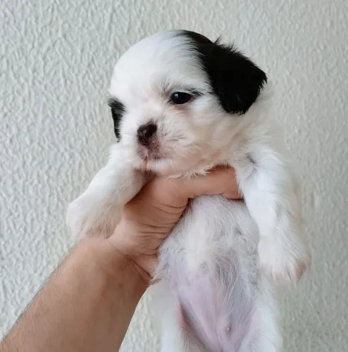 Shih Tzu micro exótica Chocolate(olhos claros e focinho marrom)