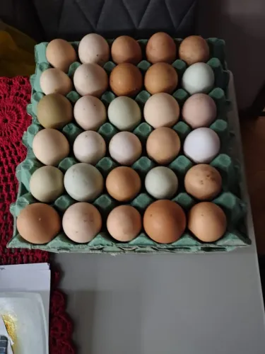 Ovos de Galinha Balão