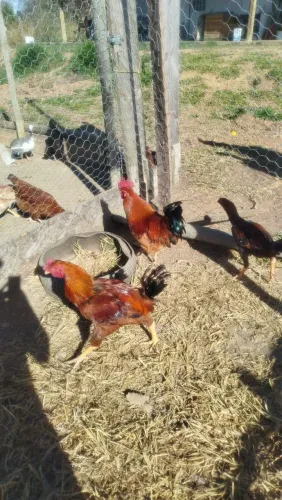 OPORTUNIDADE - 6 GALOS NOVOS , SENDO UM EMBRAPA R$ 750,00