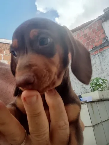 Cachorros