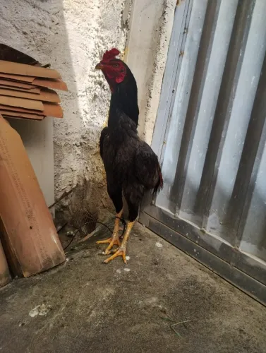 Galo shamo/muro