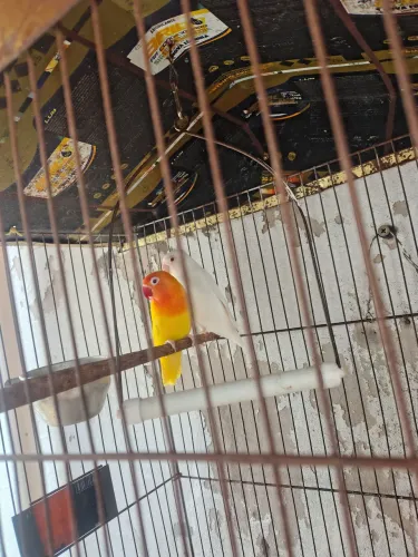 Vendo gaiola