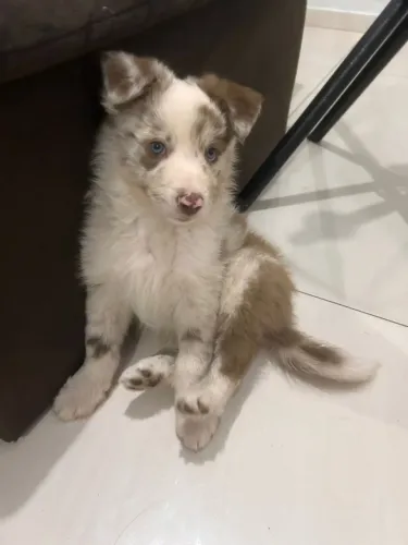 Border Collie - Macho