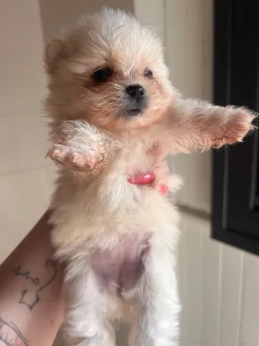 Cachorro