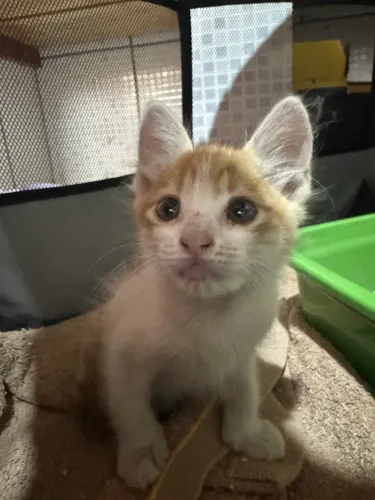 Doa-se gatinho laranja macho