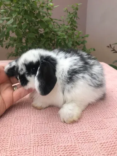 Mini coelho 