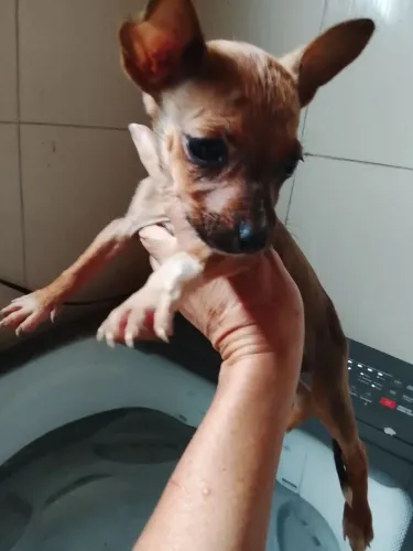 Pincher