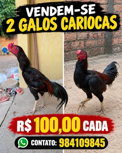 Galos carioca 