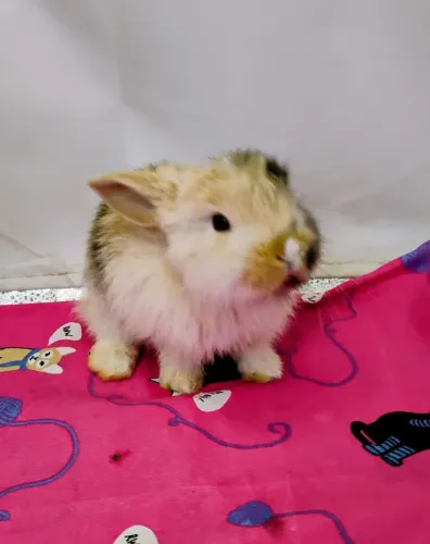 Mini Lop Mini Coelhos