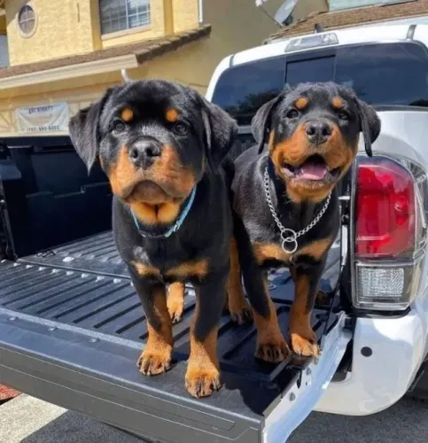 Rottweiler Um coração que te acompanha