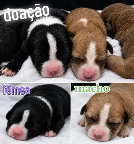 Doação de cachorro