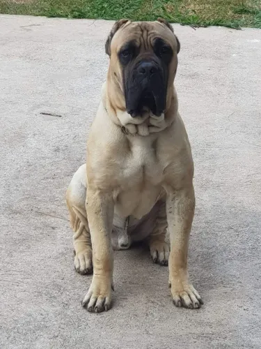 Cachorro Cane corso
