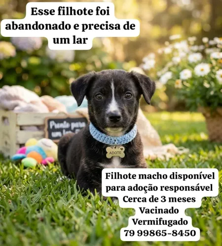 Adoção