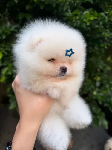 Filhotes de Spitz alemão anão com pedigree 