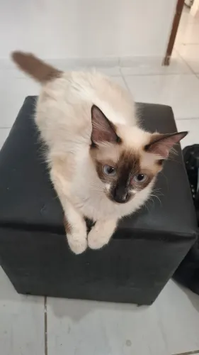 ADOÇÃO GATOS CASTRADOS E VACINADOS