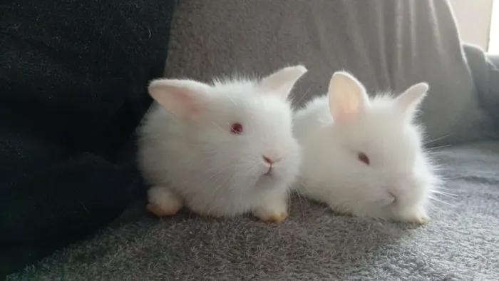 Coelhos lop  e Coelhos lion  