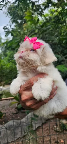 Shih-tzu alemãzinha linda
