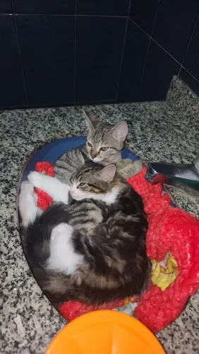 Gatinhos para adoção - Campo Grande Rj 