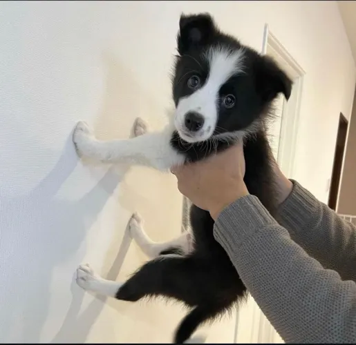 Filhote Husky Siberiano, Os filhotes mais fofos e carinhosos esperam por um lar!