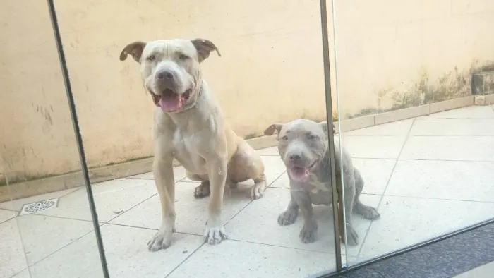 Filhote de Pit bull