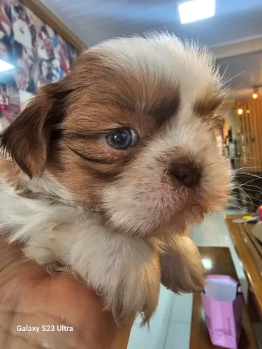 Shitzu