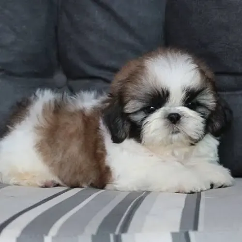 Filhote de Shih Tzu disponível