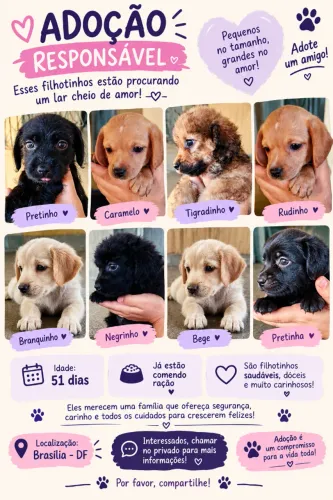 Filhotes para doação !! Lindos bbs meninos e meninas