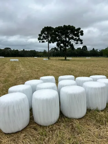 Bolinhas de Pré-Secado de Azevém