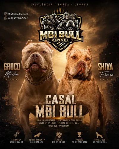Brazilian Bull - com Pedigree