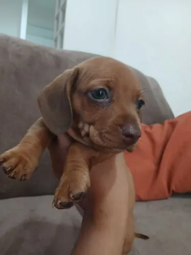 Dachshund macho