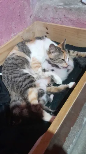 Doace filhotes de gato 5 filhotes