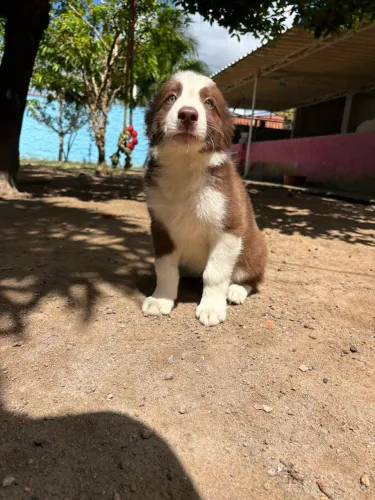 Filhote de Border collie
