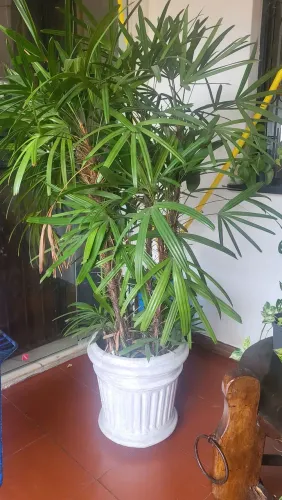 Planta 