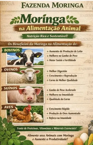 Sementes de moringa de alta qualidade