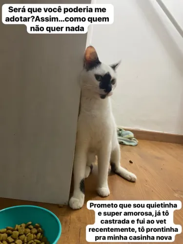 Gatinha castrada para adoção responsável 