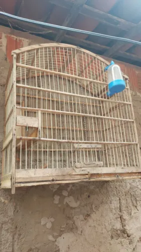 Gaiola pra vender