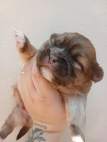 Filhotes de Shih Tzu