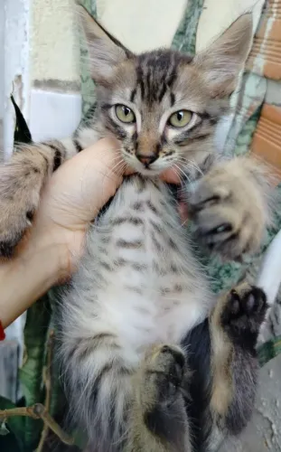 Gatinhos para adoção responsável 