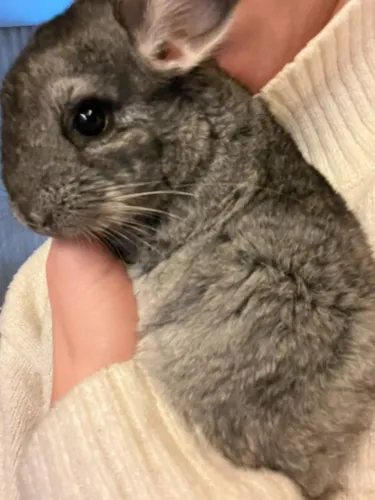 Filhote Chinchila Femea