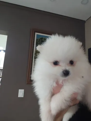 Lulu da Pomerânia