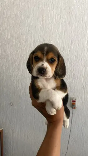 Filhote Beagle, esses filhotes podem causar amor à primeira vista!
