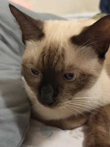 Doando gata fêmea de 10 meses castrada.