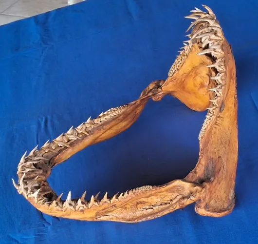 Mandíbula de tubarão